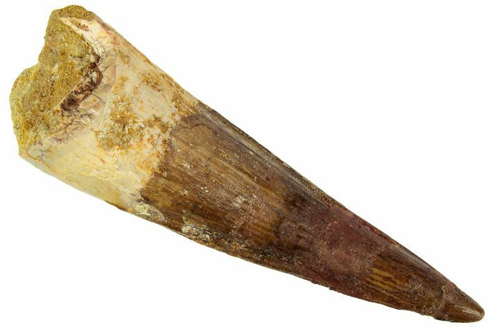 Bargain, Spinosaurus Tooth - Real Dinosaur Tooth #192051